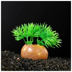Пижон Аква Растение искусственное аквариумное на камне, 5 x 4 x 7 см