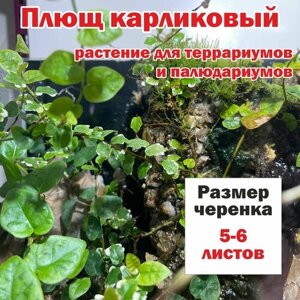 Плющ карликовый растение для террариумов и палюдариумов/ черенок плюща 5-6 листиков