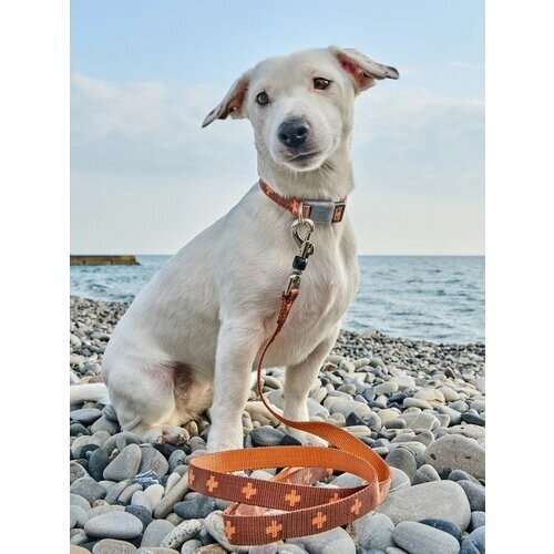 Поводок-стропа для собак Japan Premium Pet DАISKI из особо прочного нейлона с механизмом защиты от срыва на карабине. Коричневый. Размер L