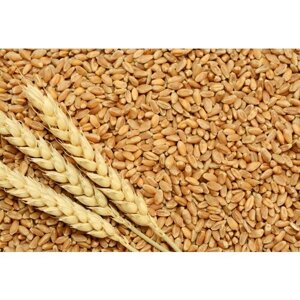 Пшеница в упаковке 1 кг