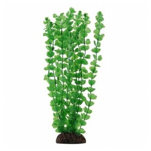 Растение Бакопа зеленая, 300мм
