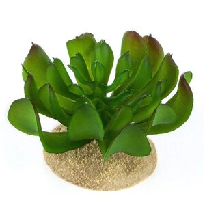 Растение для террариума TERRA DELLA "Эхеверия маленькая", тёмно-зелёное, 8.5x8.5x6.5см (Нидерланды)