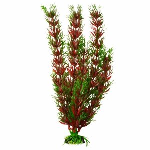 Растение Plant 001 Перестолистник красный 20см