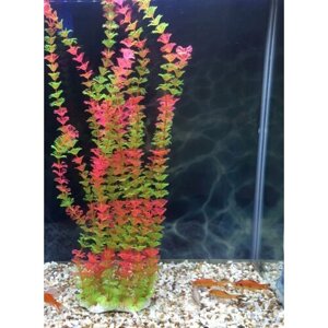 Растения для аквариума 40 см