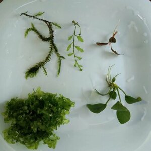 Растения для аквариума живые