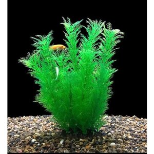 Растения для аквариумов террариумов 25 см