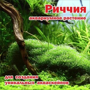 Риччия аквариумное растение/ мох для аквариума