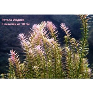 Ротала индика (Rotala rotundifolia) 5 веточек от10 см/ Живые растения для аквариума