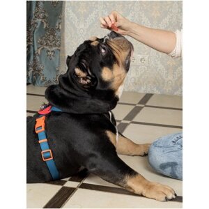 Шлейка для собак Japan Premium Pet / Шлейка "Легко Надеть" с защитным механизмом от перекручивания, цвет темно - синий, размер L.