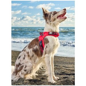 Шлейка для собак Japan Premium Pet / шлейка жилетка для собак средних пород с Балансером, цвет красный, размер М
