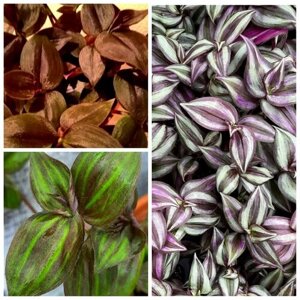 Традесканции Зебрина+ шоколадный холм +моллипила пурпур плюш/набор 3штуки/неприхотливые растения для фитофильтров, паллюдариумов и фитостен