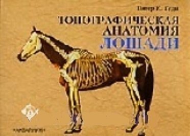 Аквар. Топографич. анатомия лоша