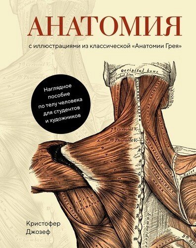 Анатомия (с иллюстрациями из классической "Анатомии Грея"