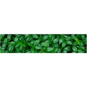 Декоративная глянцевая кухонная панель Botanical Gar2800x610x6 мм МДФ Зеленые листья