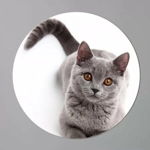 Умная наклейка с номером (Британская кошка) 1шт. Для умных домофонов, которые можно добавить через приложение для открытия вашего подъезда.