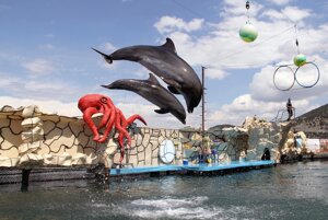 Билеты на Шоу с участием морских млекопитающих (Дельфинарий на Большом Утрише)