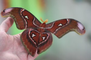 Билеты на Живые тропические бабочки (Алмаз)