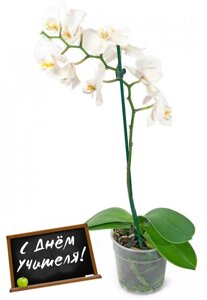 Белая 1-ствольная Орхидея Фаленопсис (в ассортименте)