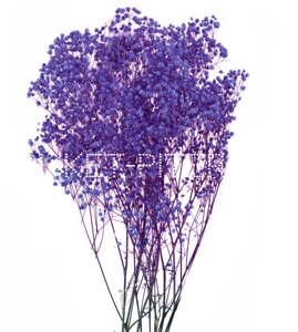 Гипсофила Фиолетовая ветка (окрашенная)
