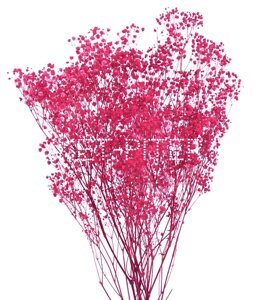 Гипсофила Розовая ветка (окрашенная)