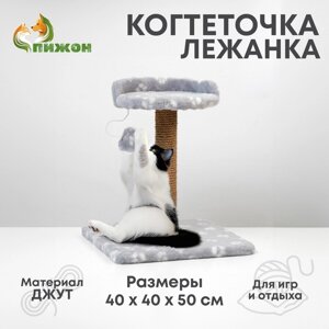 Когтеточка малая