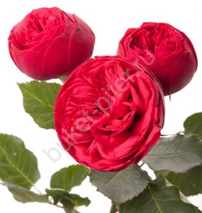 Кустовая Пионовидная роза Red Piano