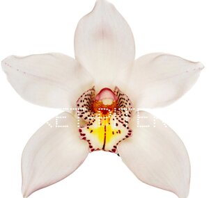 Орхидея Цимбидиум (колокольчик) Белая на колбе (удлинитель)