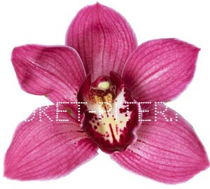 Орхидея Цимбидиум (колокольчик) Красная на колбе (удлинитель)