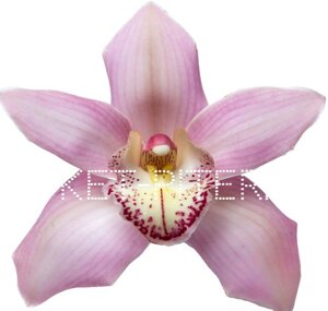 Орхидея Цимбидиум (колокольчик) Розовая на колбе (удлинитель)