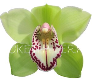 Орхидея Цимбидиум (колокольчик) Зеленая на колбе (удлинитель)