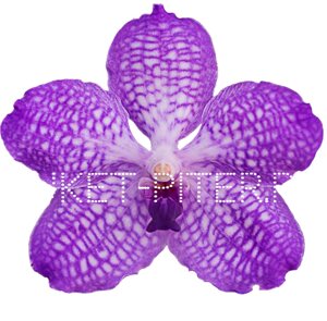 Орхидея Ванда (колокольчик) ФИОЛЕТОВАЯ на колбе (удлинитель)
