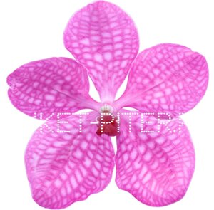 Орхидея Ванда (колокольчик) РОЗОВАЯ на колбе (удлинитель)