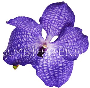Орхидея Ванда (колокольчик) СИНЯЯ на колбе (удлинитель)