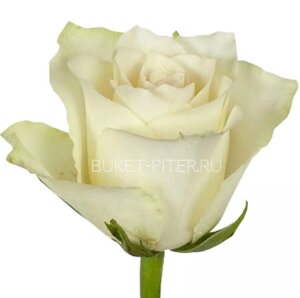 Роза Кения Белая 35см