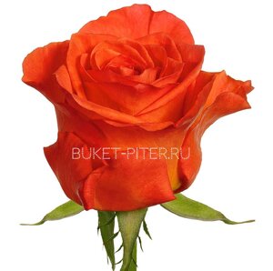 Роза Кения Оранжевая 35см