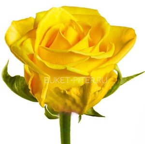 Роза Кения Желтая 35см