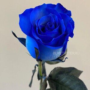Роза синяя эквадор