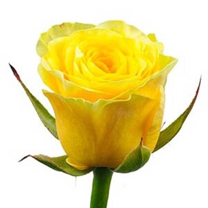 Роза желтая эквадор (крупный бутон)