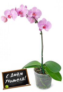 Розовая или Белая (на выбор клиента) 1-ствольная Орхидея Фаленопсис (в ассортименте)