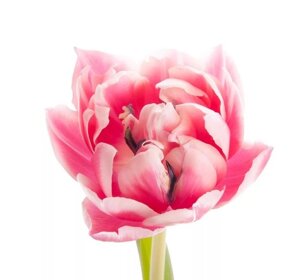 Тюльпан Пионовидный Розовый (Голландия)