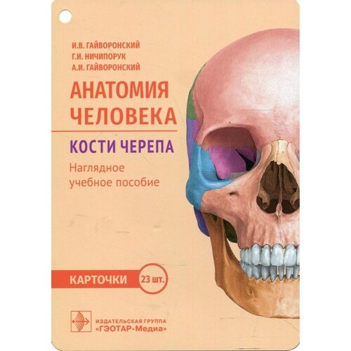 Анатомия человека. Кости черепа. Гайворонский И. В.