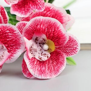 Букет "Орхидеи сортовые" 7х32 см, микс