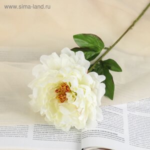 Цветы искусственные "Пион бархатный" 15х55 см, белый