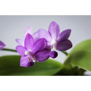 Фаленопсис Purple Martin 2,5