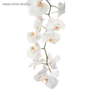 Фотообои "Белая орхидея" С-053 (1 полотно), 95x220 см