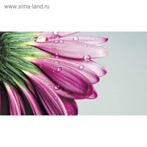Фотообои "Цветок хризантемы" 2-А-205 (1 полотно), 270x150 см