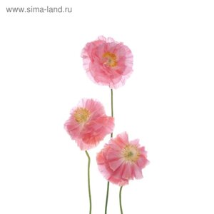 Фотообои "Нежные цветы" С-058 (1 полотно), 95x220 см