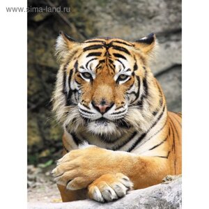 Фотообои "Тигр" M 208 (2 полотна), 200х270 см