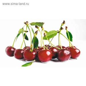 Фотообои "Вишневые грозди" 2-А-213 (1 полотно), 270x150 см