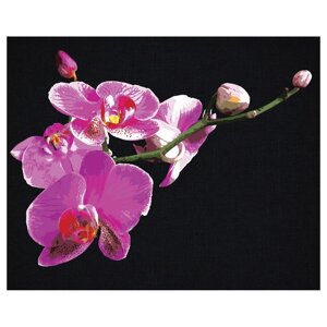 Картина по номерам на черном холсте «Цветы орхидеи», 40 50 см